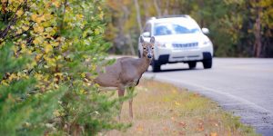 Avoid a deer-car collision